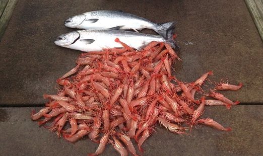 Winter Chinook and BC spot prawns Vancouver Fishing Saltwater