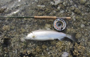 Nice coho landed on the "AKF" fly.