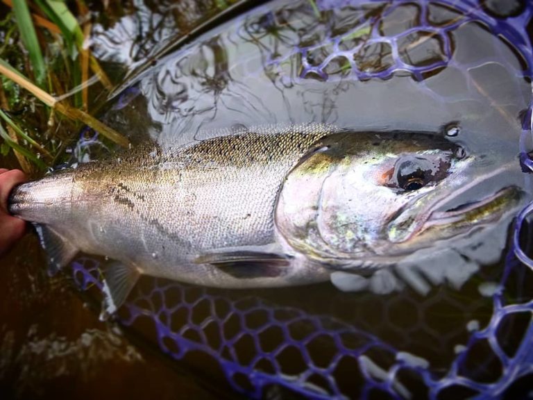 Pacific Angler Friday Fishing Report: November 29, 2019