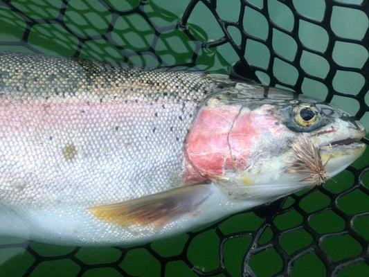 Pacific Angler Friday Fishing Report: July 3, 2020