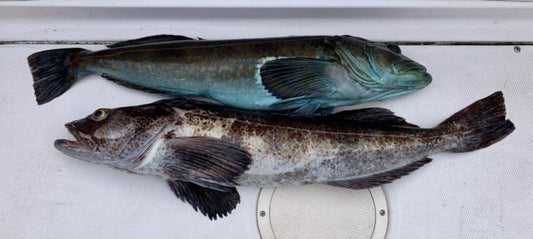 Pacific Angler Friday Fishing Report: May 8, 2020