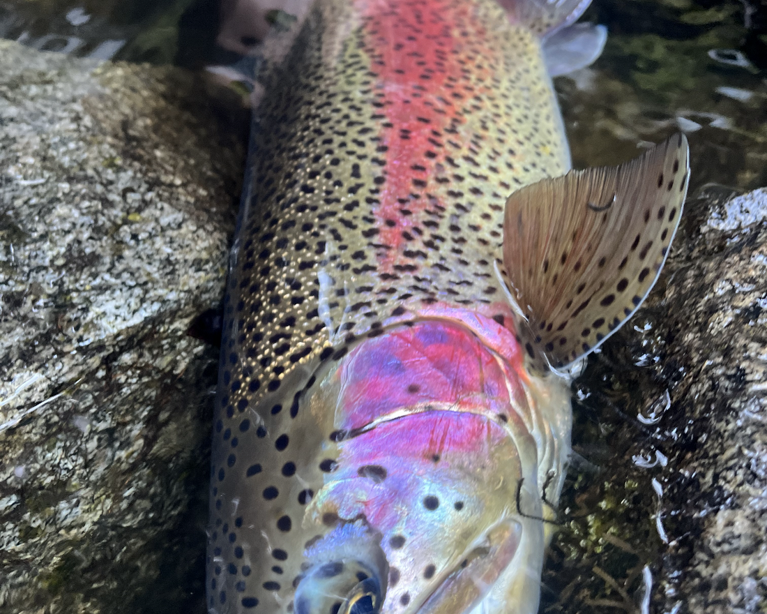 Pacific Angler Friday fishing Report: April 21, 2023