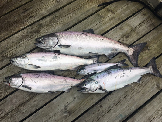 Pacific Angler Friday Fishing Report: April 22, 2016