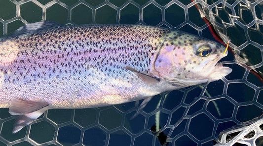 Pacific Angler Friday Fishing Report: April 24, 2020