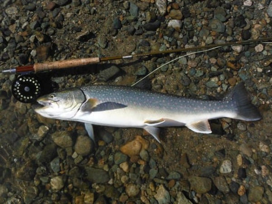 Pacific Angler Friday Fishing Report: February 26, 2016