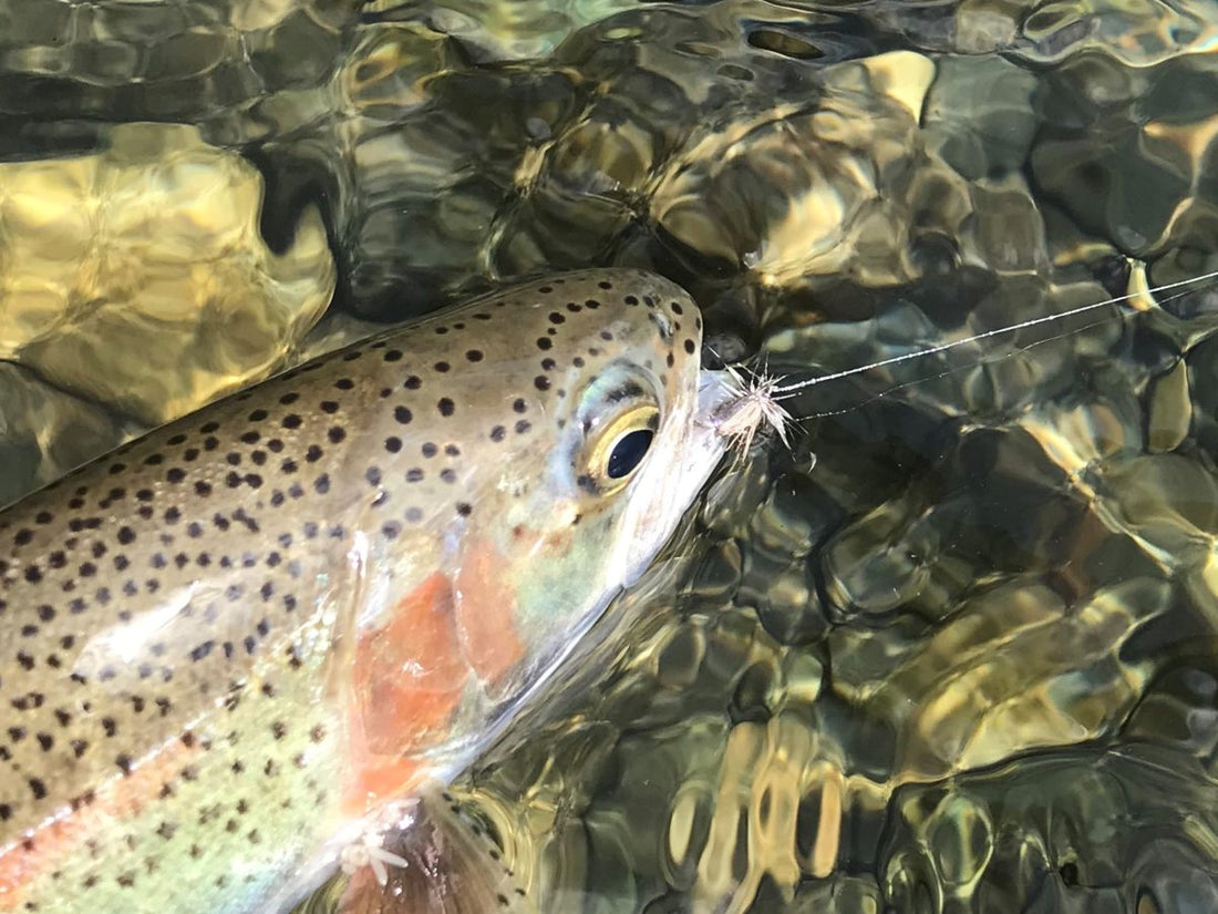 Pacific Angler Friday Fishing Report: August 21, 2020