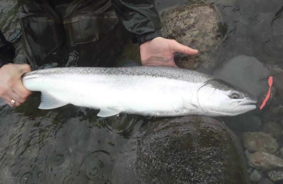 Pacific Angler Friday Fishing Report: December 18, 2015