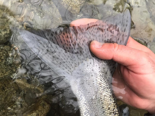 Pacific Angler Friday Fishing Report: January 11, 2019