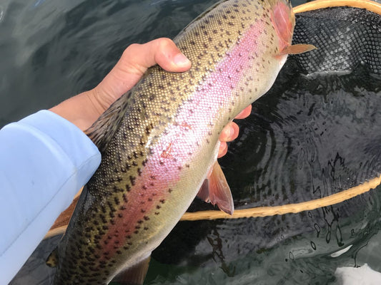 Pacific Angler Friday Fishing Report: June 5, 2020