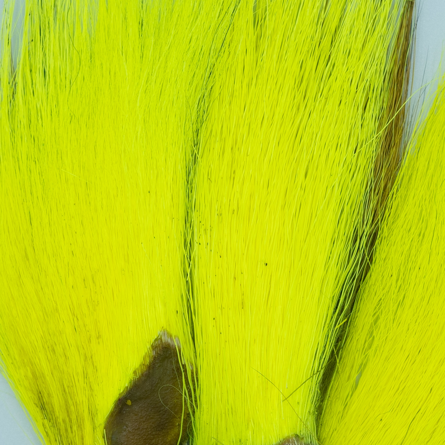 Shor Bucktail