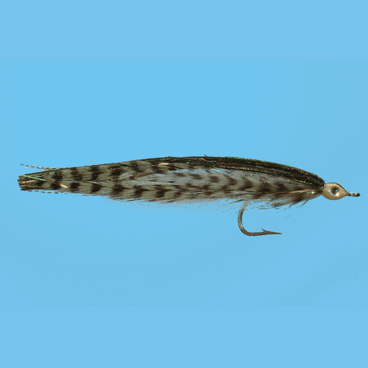 Anchovy