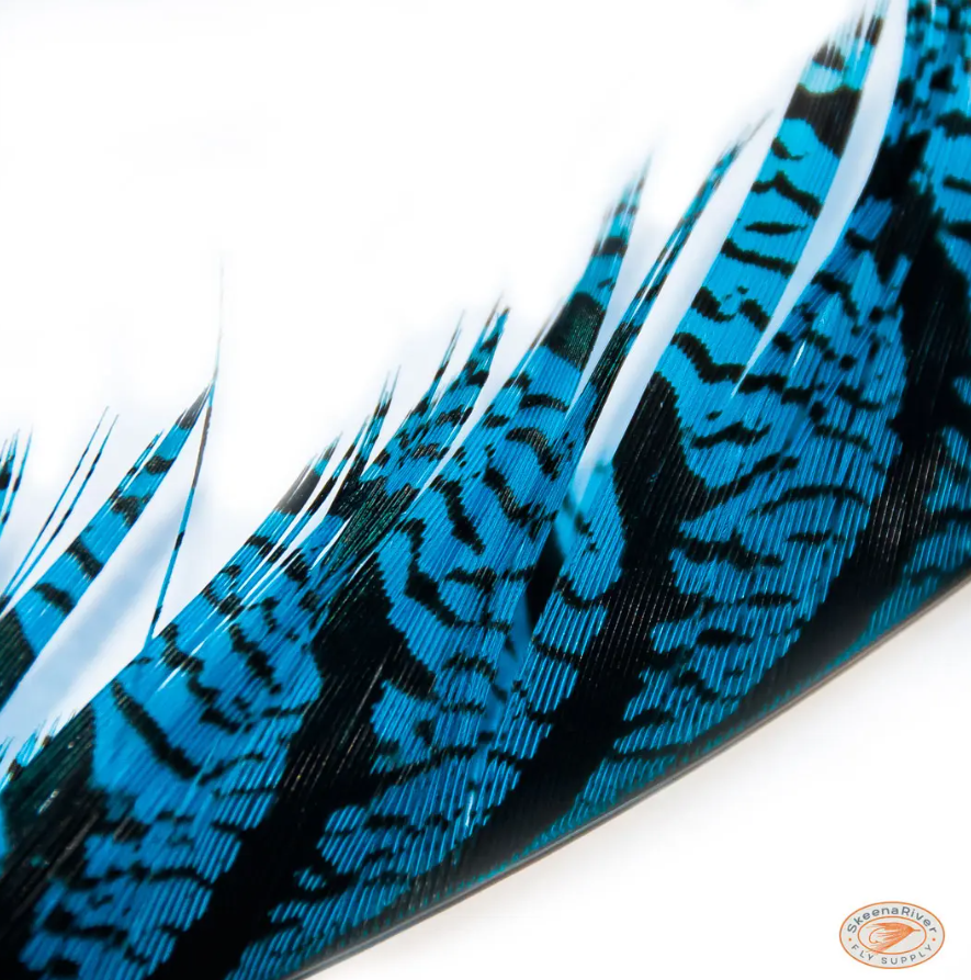 Skeena River Lady Amherst Tail Feathers