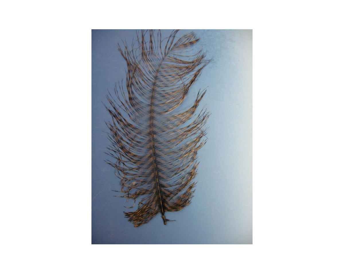 MFC Barred Ostrich Plume Large