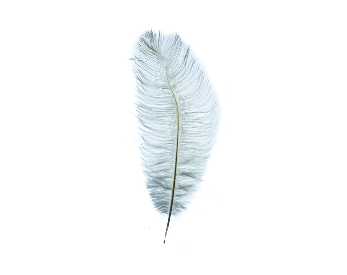 MFC Ostrich Plume 11"-13"