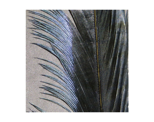 Hook and Hackle Ringneck Pheasant Tail Feathers