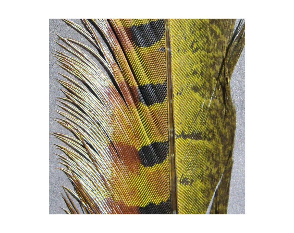 Hook and Hackle Ringneck Pheasant Tail Feathers