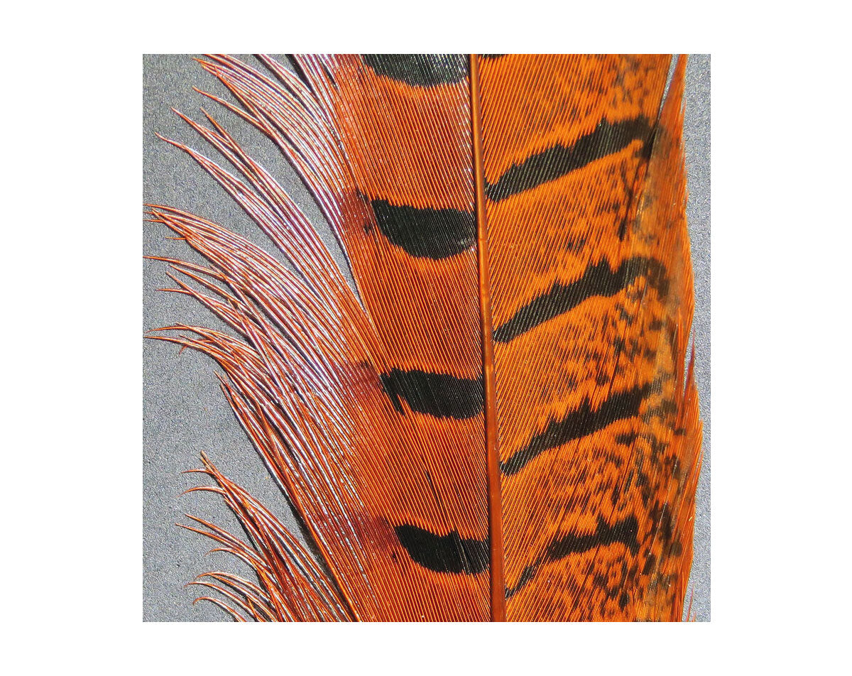 Hook and Hackle Ringneck Pheasant Tail Feathers