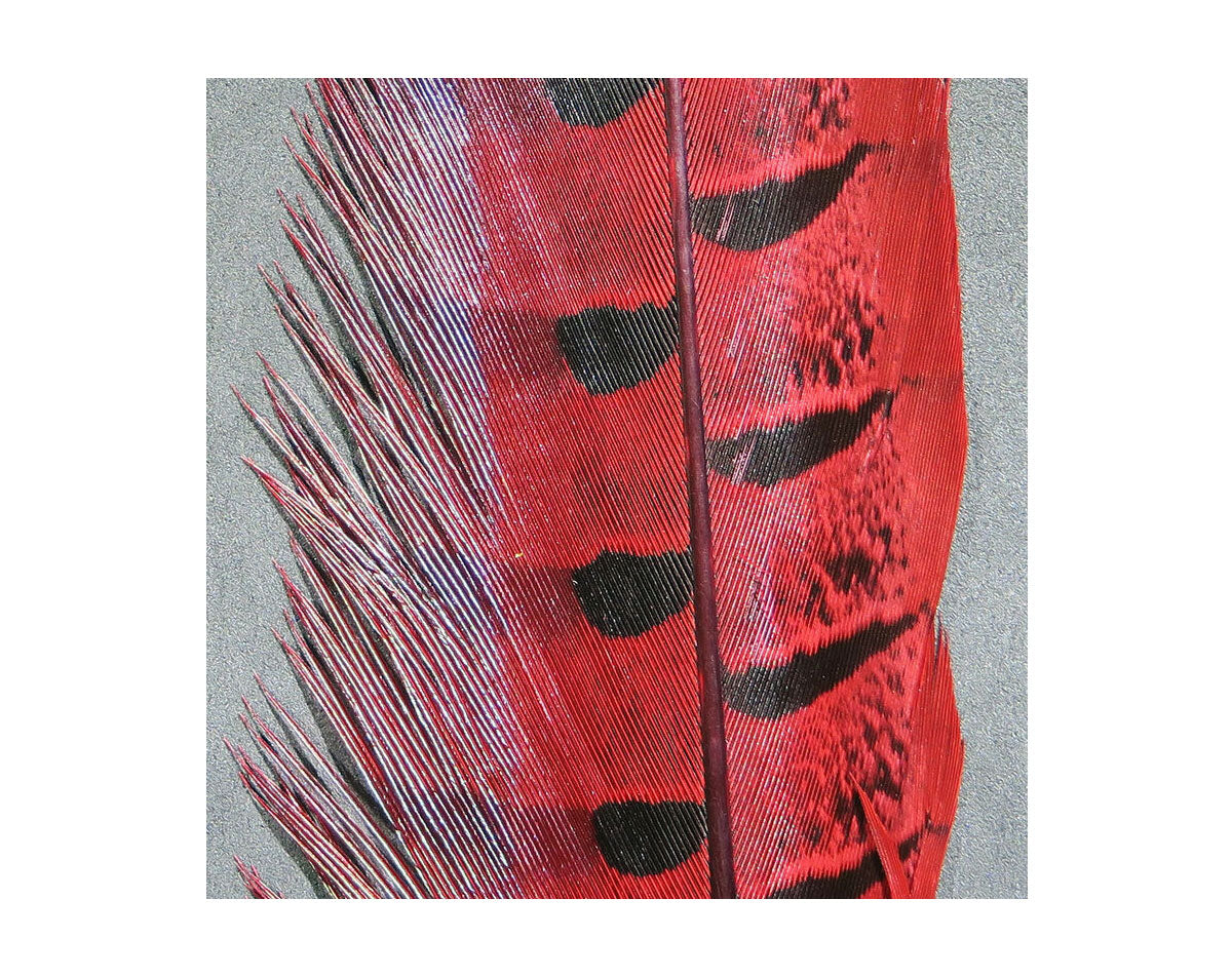 Hook and Hackle Ringneck Pheasant Tail Feathers